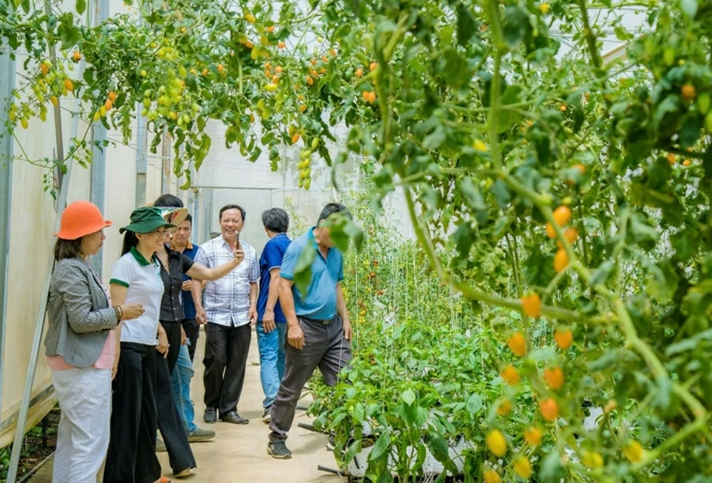 Nữ doanh nhân phát triển nông nghiệp sạch ở Lâm Đồng Nữ doanh nhân phát triển nông nghiệp sạch ở Lâm Đồng