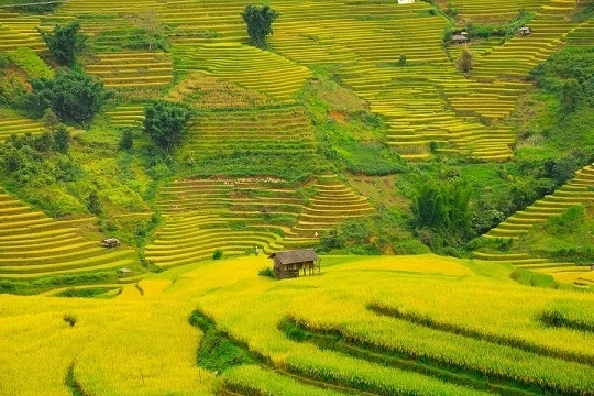 Giữ sắc chàm giữa mùa vàng Lao Chải (Lào Cai)