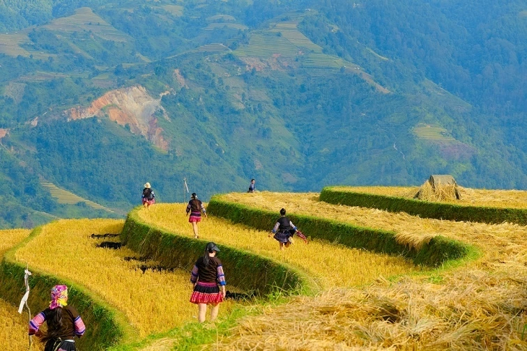 Giữ sắc chàm giữa mùa vàng Lao Chải (Lào Cai)