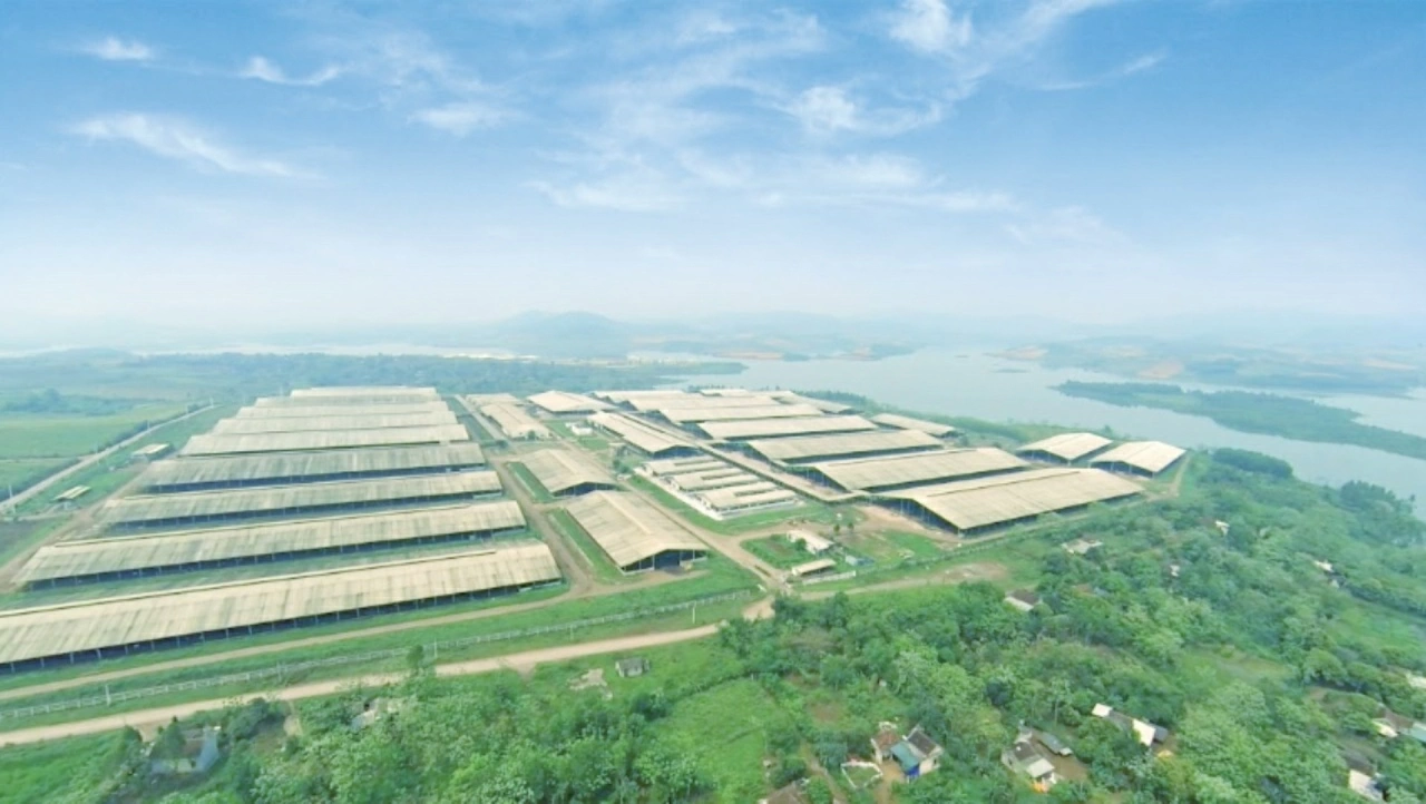 Cánh đồng hướng dương tại miền Tây Nghệ An - Khởi nguồn cho câu chuyện sữa tươi sạch đầy kiêu hãnh của Tập đoàn TH