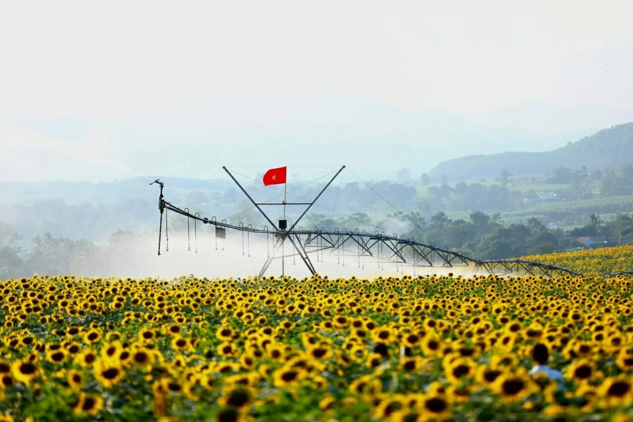 Cánh đồng hướng dương tại miền Tây Nghệ An - Khởi nguồn cho câu chuyện sữa tươi sạch đầy kiêu hãnh của Tập đoàn TH