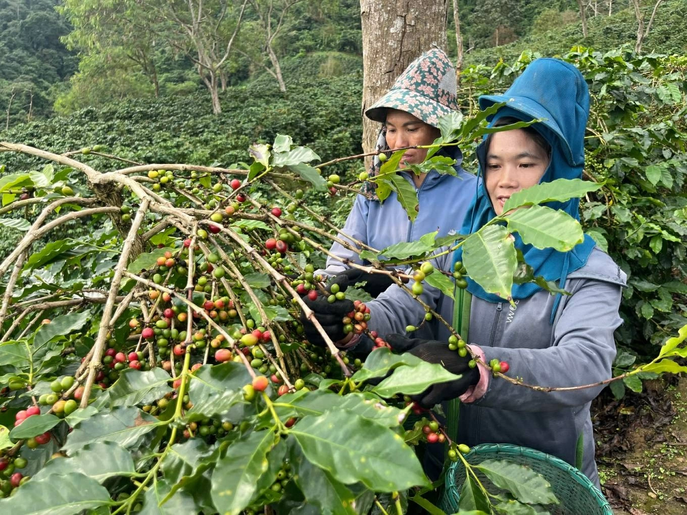 hỗ trợ nâng cao năng lực kinh tế - xã hội cho phụ nữ dân tộc thiểu số tại Điện Biên. hỗ trợ nâng cao năng lực kinh tế - xã hội cho phụ nữ dân tộc thiểu số tại Điện Biên.
