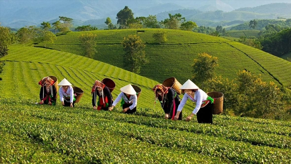 Mô hình trồng chè phát triển kinh tế địa phương gắn với xây dựng NTM ( Nguồn: HTX chè Cẩm Mỹ) Mô hình trồng chè phát triển kinh tế địa phương gắn với xây dựng NTM ( Nguồn: HTX chè Cẩm Mỹ)