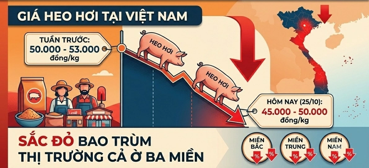 Giá heo hơi hôm nay 25/10: Giá heo hơi hôm nay 25/10: