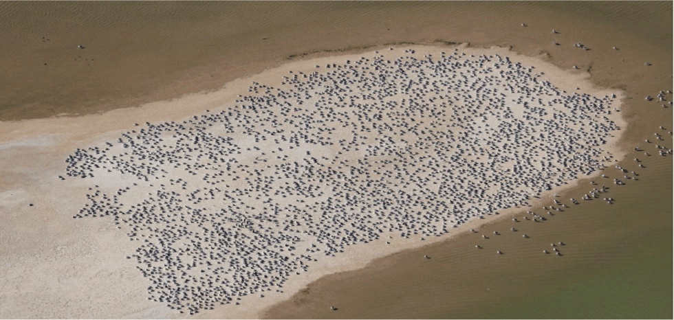 Đàn bồ nông tập trung tại hồ Kati Thanda – Lake Eyre, Australia, khi nước lũ tạo điều kiện thuận lợi cho các loài sinh vật phát triển. (Nguồn: The Guardian) Đàn bồ nông tập trung tại hồ Kati Thanda – Lake Eyre, Australia, khi nước lũ tạo điều kiện thuận lợi cho các loài sinh vật phát triển. (Nguồn: The Guardian)