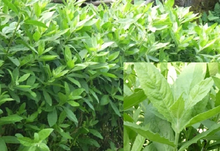 Công dụng giảm đau xương khớp, mỏi cơ từ cây cúc tần Công dụng giảm đau xương khớp, mỏi cơ từ cây cúc tần