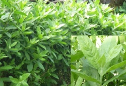 Công dụng giảm đau xương khớp, mỏi cơ từ cây cúc tần