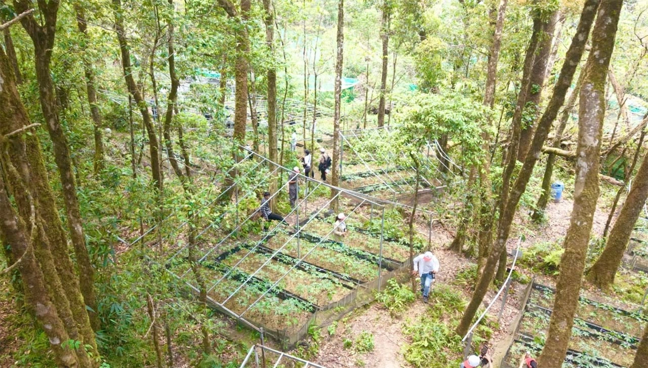 Trường Sinh Group: Nâng tầm giá trị Sâm Ngọc Linh từ chế biến sâu đến phát triển hệ sinh thái chăm sóc sức khỏe