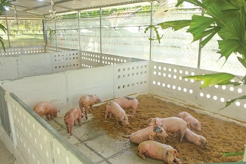 Tập đoàn Quế Lâm: Tiên phong phát triển nông nghiệp hữu cơ, tuần hoàn