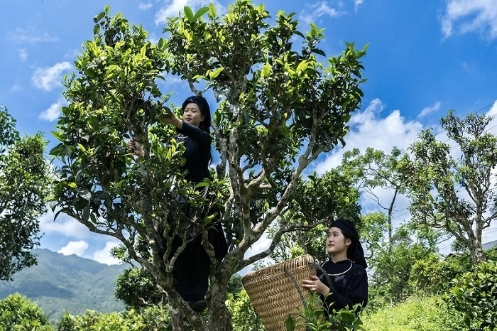 Chương trình tham quan, trải nghiệm văn hóa trà dành cho Đoàn ngoại giao nhân dịp Festival Trà Quốc tế - Thái Nguyên năm 2026 Chương trình tham quan, trải nghiệm văn hóa trà dành cho Đoàn ngoại giao nhân dịp Festival Trà Quốc tế - Thái Nguyên năm 2026