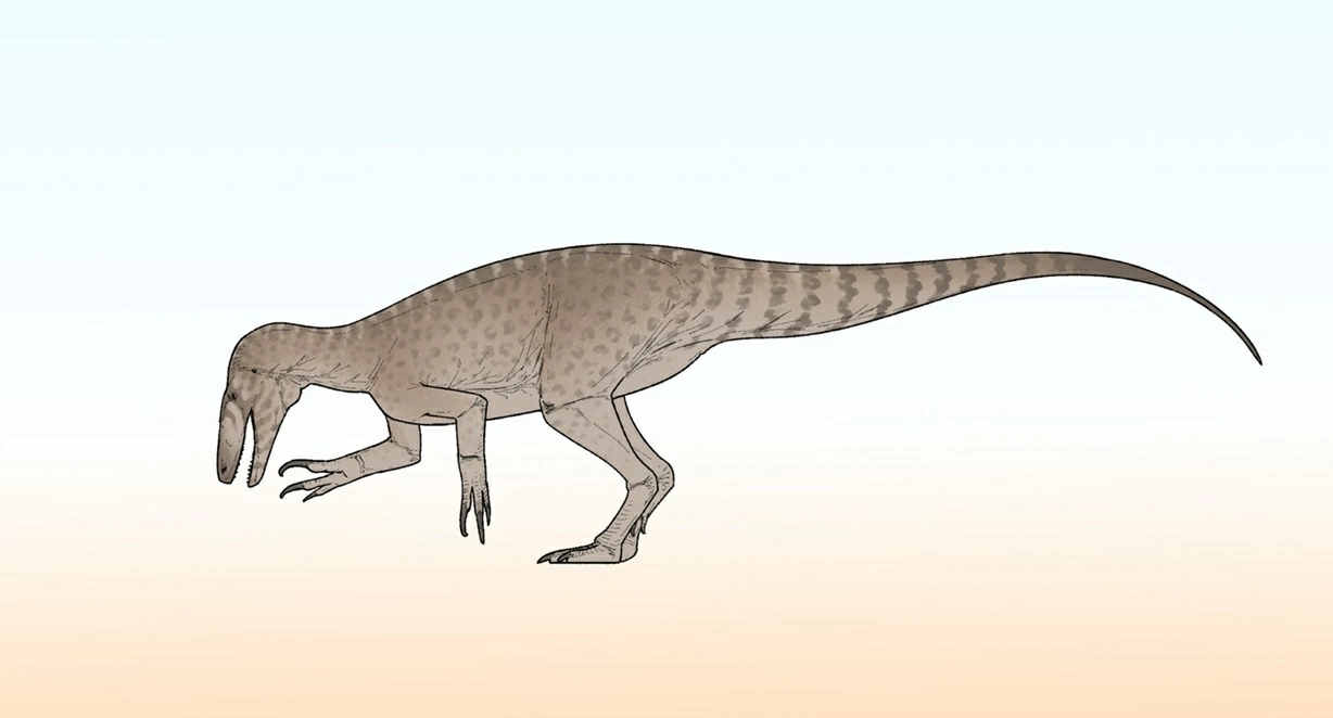 Tìm thấy hóa thạch khủng long Rinconraptor pipoae 83 triệu năm tại Argentina Tìm thấy hóa thạch khủng long Rinconraptor pipoae 83 triệu năm tại Argentina