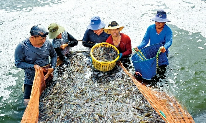 Đồng hành cùng nhà đầu tư phát triển và thịnh vượng, đưa thương hiệu tôm Cà Mau vươn tầm thế giới