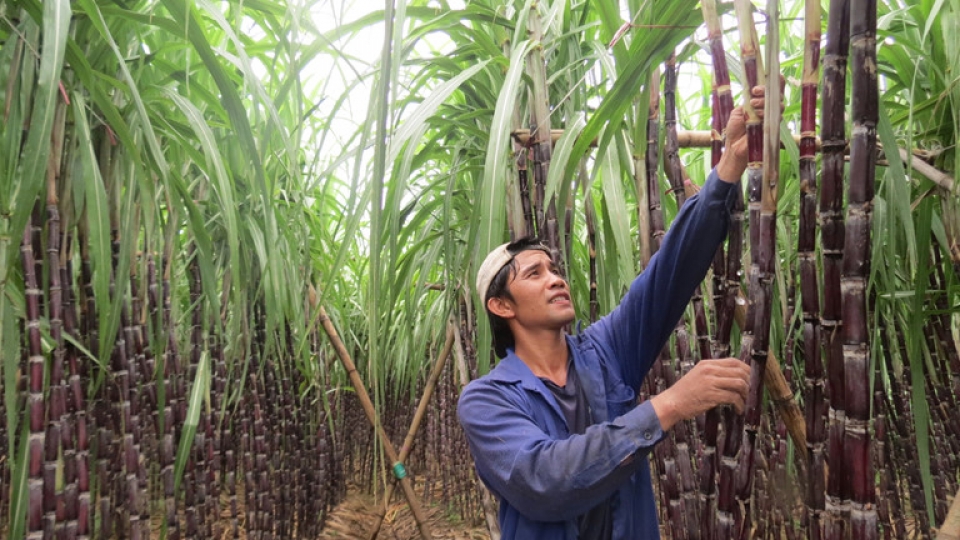 atiga regulations worry local sugar manufacturers