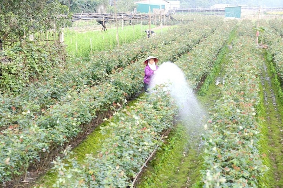 tay tuu flower village springs into life for tet