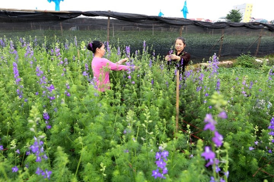 tay tuu flower village springs into life for tet