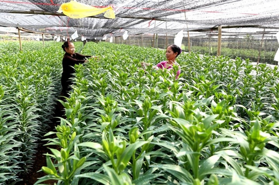 tay tuu flower village springs into life for tet