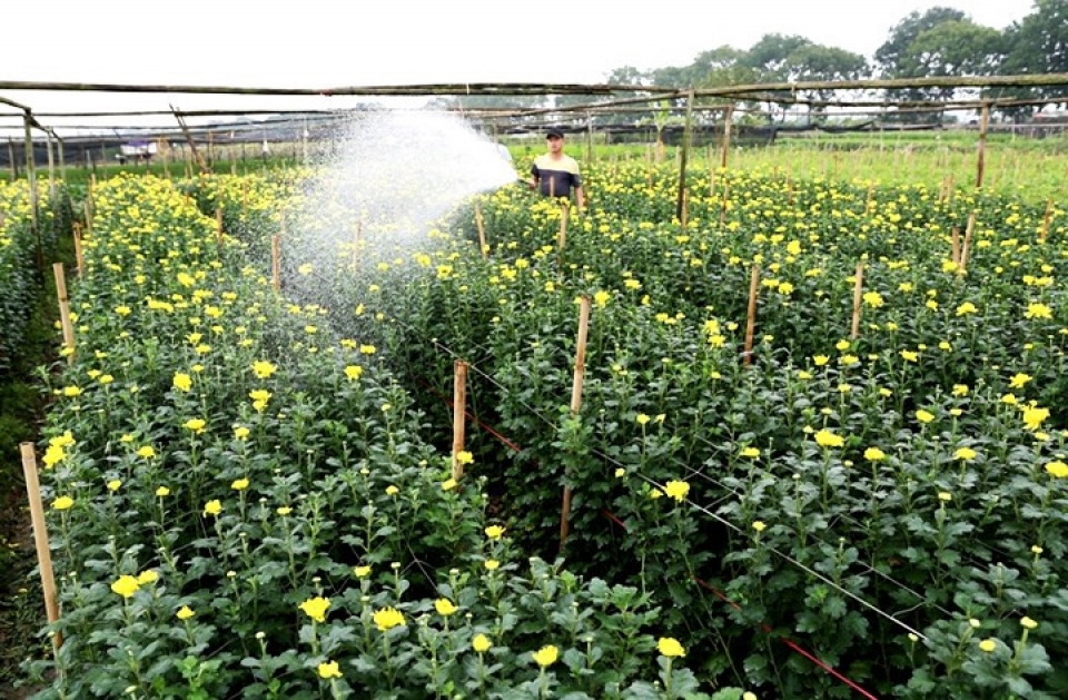 tay tuu flower village springs into life for tet