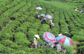 Vietnam’s five-month tea export sees strong growth