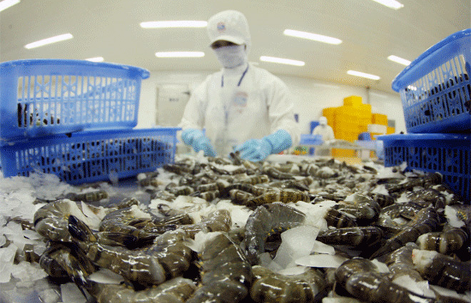 Chinese market promising for Vietnam’s shrimps as exports surge 30%