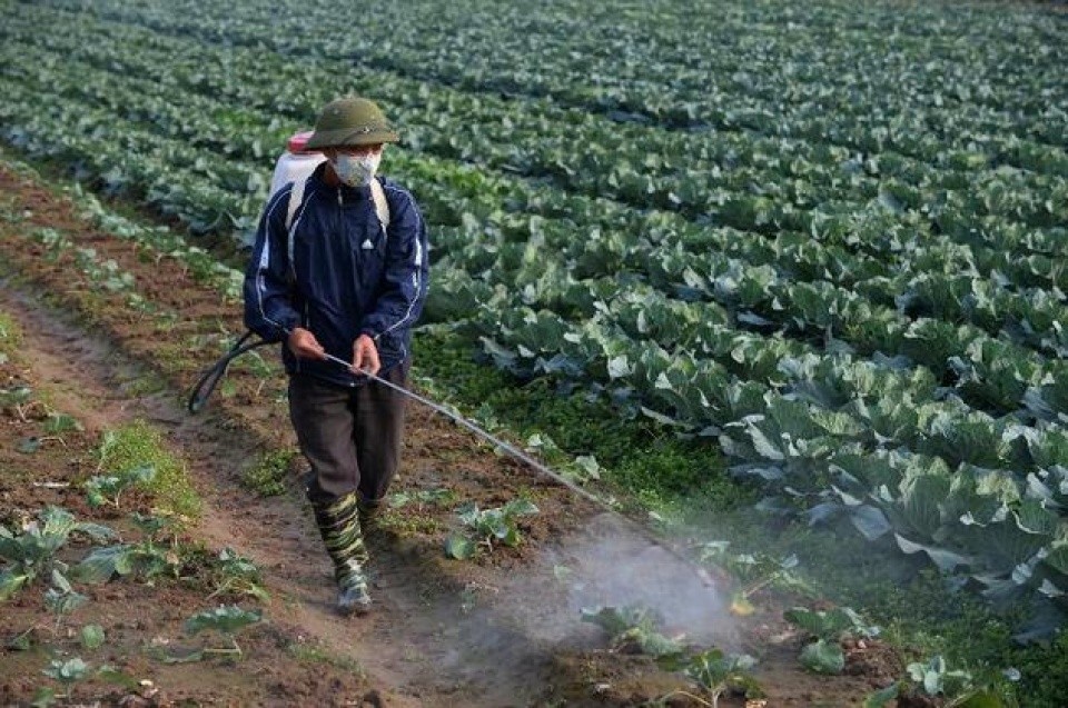 market told to limit pesticide import