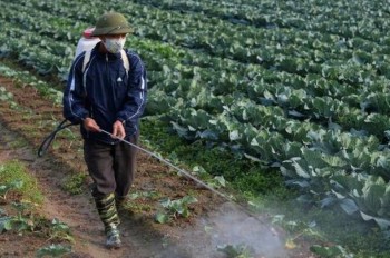 Market told to limit pesticide import