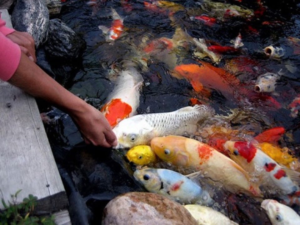 hcm citys ornamental fish export revenue up