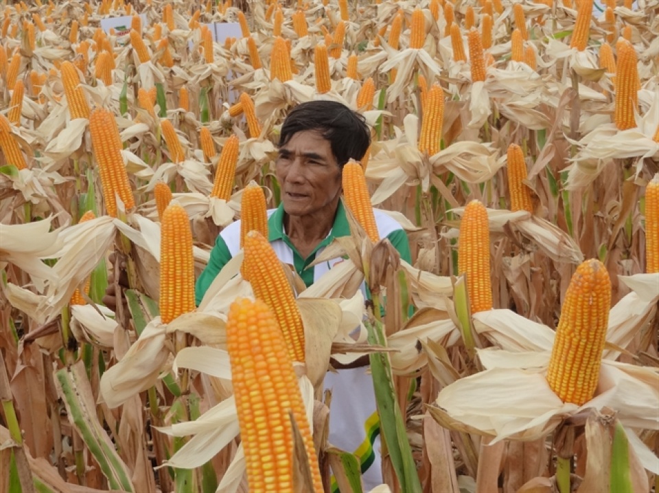 hybrid corn seeds dominate fields in vietnam