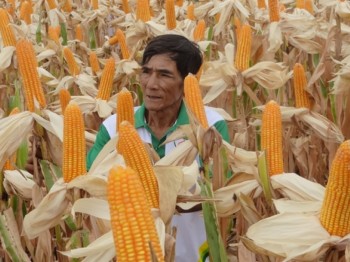 Hybrid corn seeds dominate fields in Vietnam