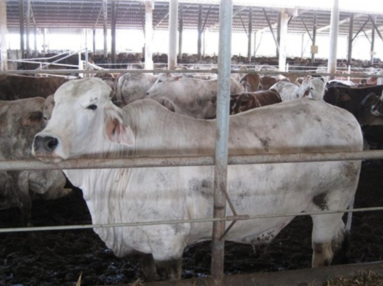 Trung Quốc tạm thời cấm nhập khẩu thịt bò từ Australia
