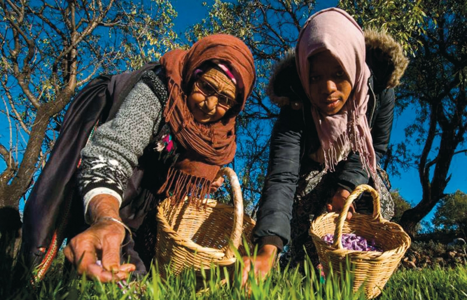 Câu chuyện trồng “vàng đỏ” của người dân Morocco