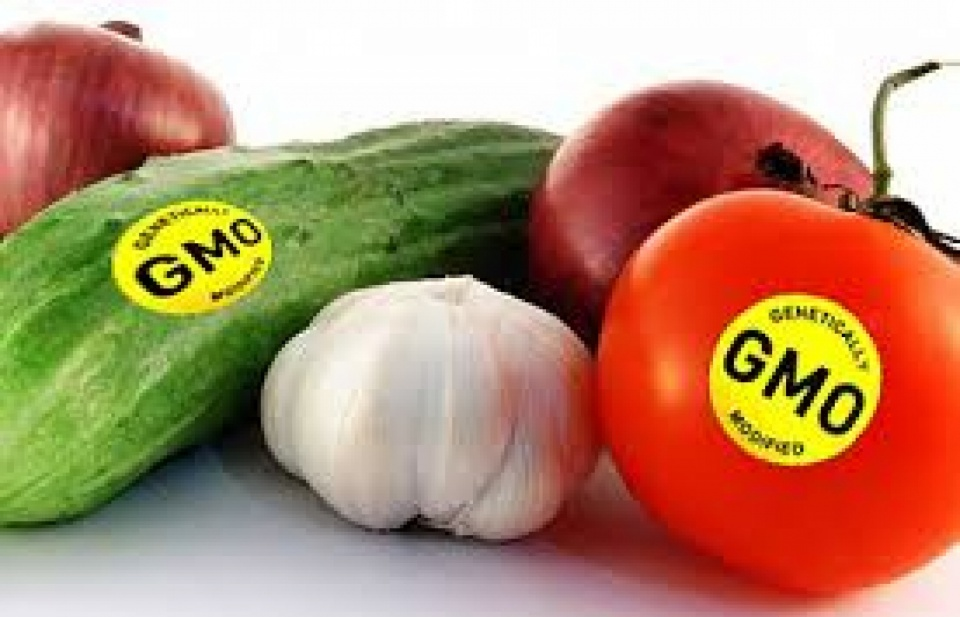 GMO: “Cứu tinh” hay “tội đồ”?