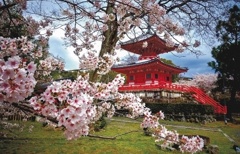 Thăm Kyoto mùa hoa anh đào nở