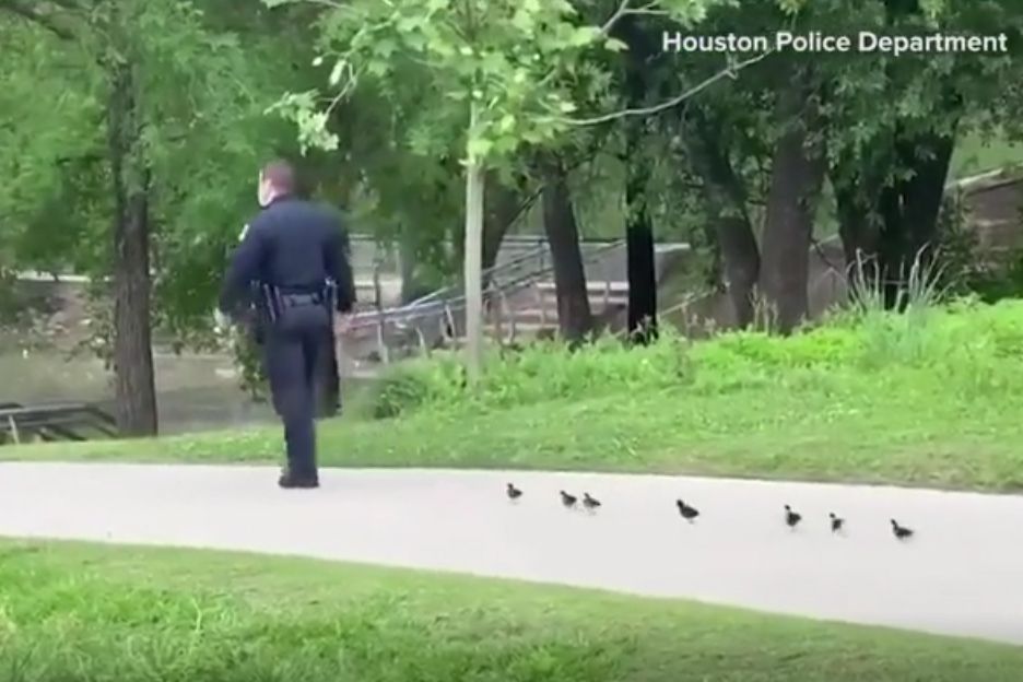 Video cảnh sát dẫn đàn vịt nhỏ đi tìm mẹ thu hút hàng triệu lượt xem