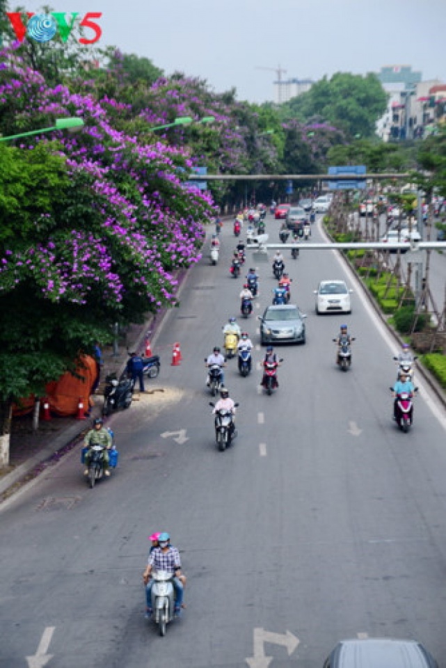 colorful flowers in hanoi summer