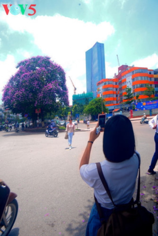 colorful flowers in hanoi summer