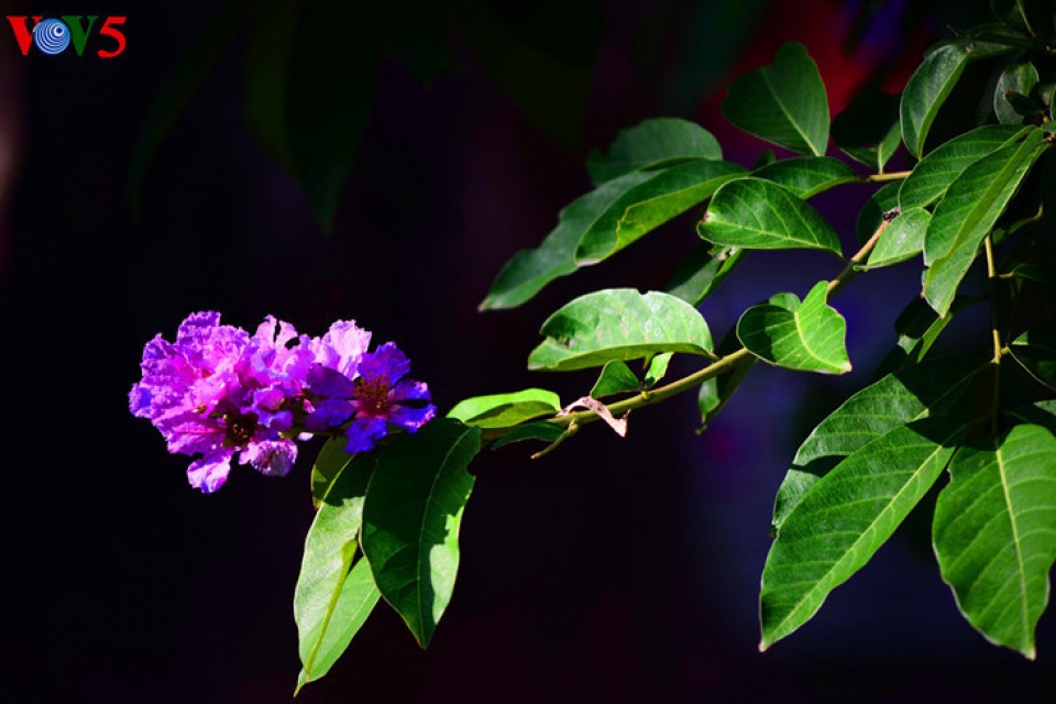 colorful flowers in hanoi summer