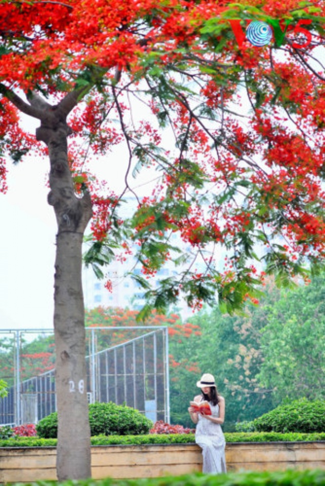 colorful flowers in hanoi summer