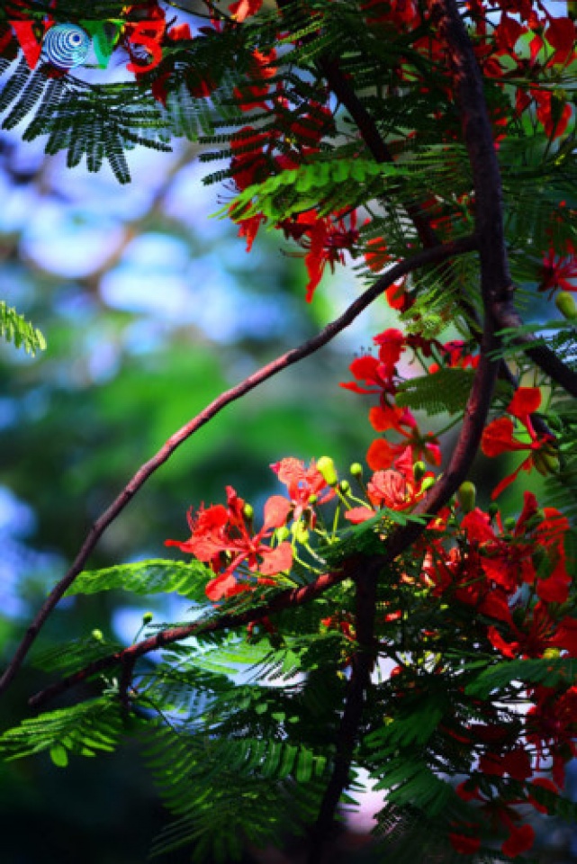 colorful flowers in hanoi summer