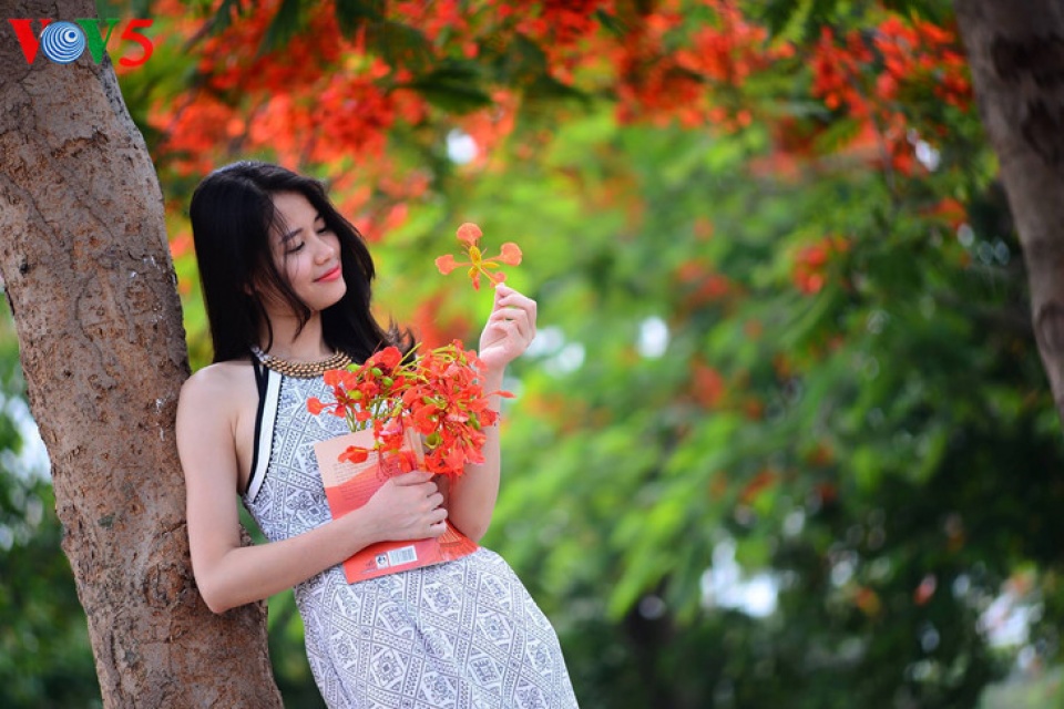 colorful flowers in hanoi summer