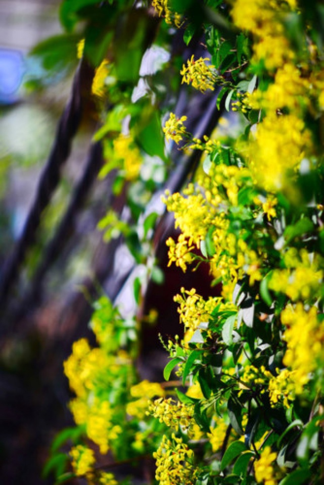 colorful flowers in hanoi summer