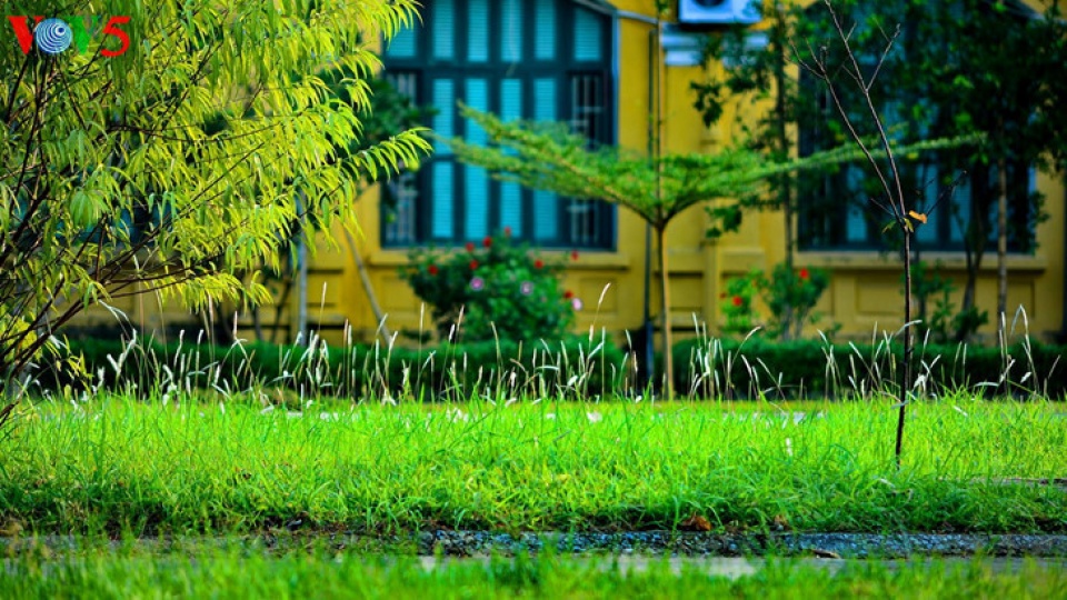 colorful flowers in hanoi summer