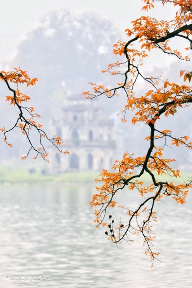 hanoi in young leaf season