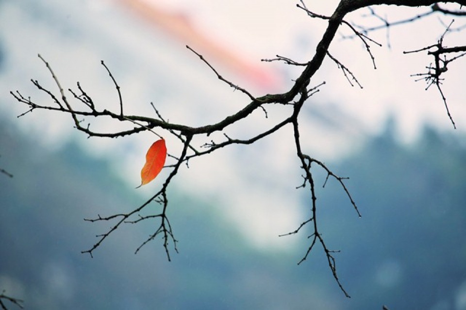 hanoi in young leaf season