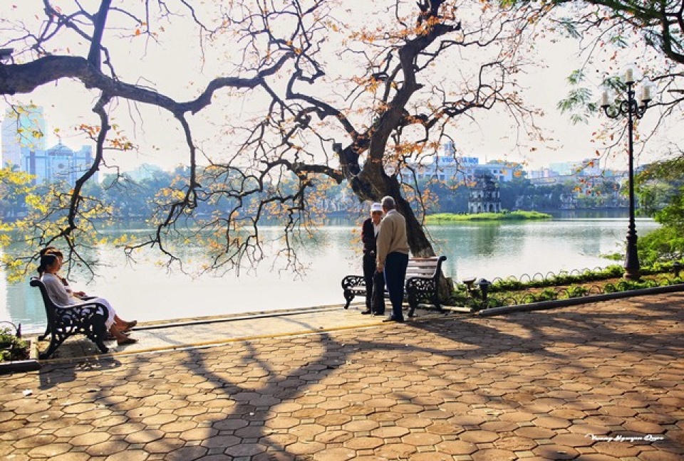 hanoi in young leaf season