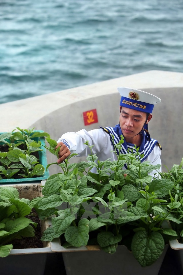 vegetable gardens green truong sa archipelago