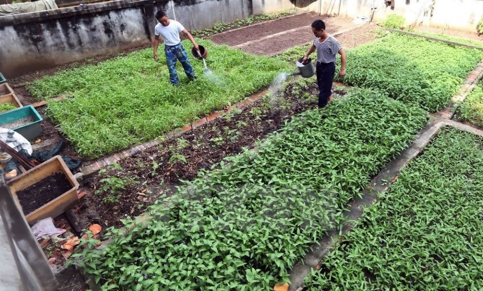 vegetable gardens green truong sa archipelago