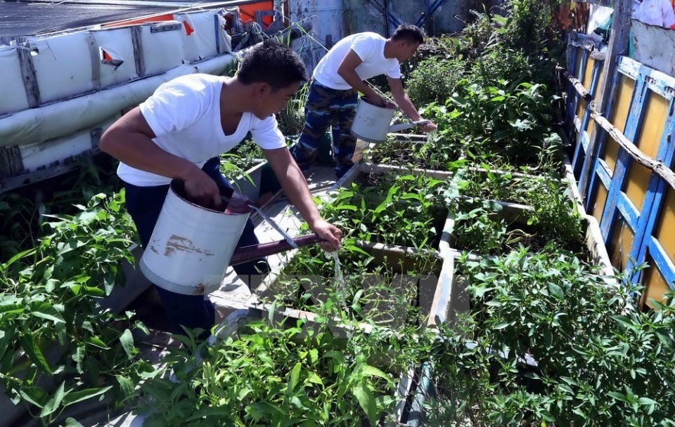 vegetable gardens green truong sa archipelago