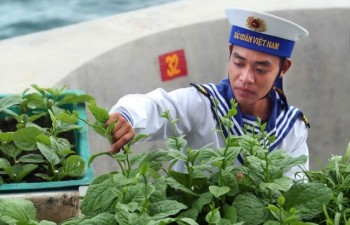 Vegetable gardens green Truong Sa archipelago