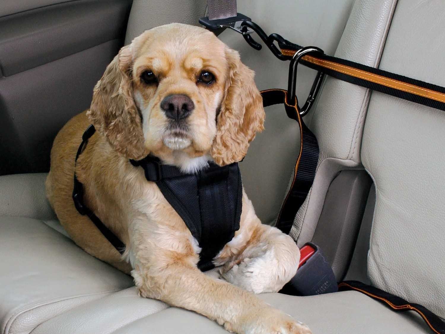 Nên chọn ghế giả da nếu bạn thường xuyên chở thú cưng trên ô tô. Ảnh: Carfromjapan