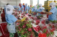 Xuất khẩu nông-thủy sản sang Trung Quốc: Thay đổi tư duy, định vị thị trường